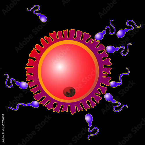 Ovum and spermatozoons