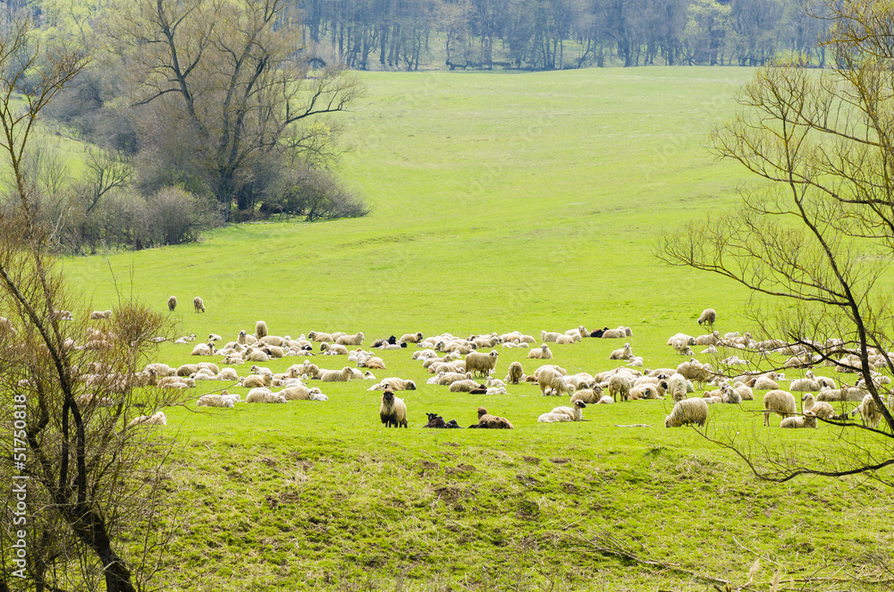 Fototapeta premium Flock of Sheep