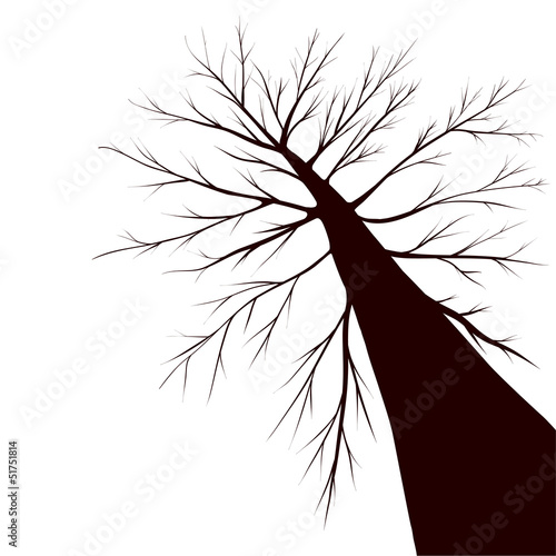Tree silhouette