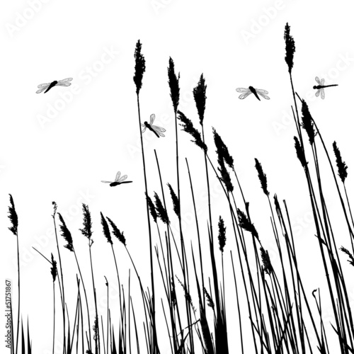 Real grass silhouette and  few dragonflies  - vector