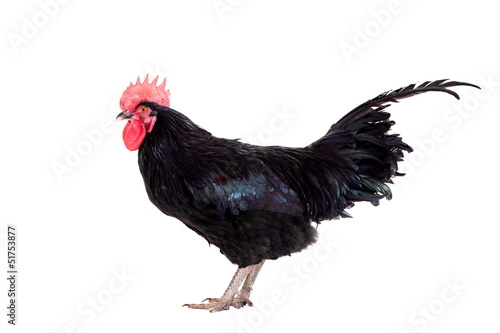 Black rooster isolated on a white background © Farinoza
