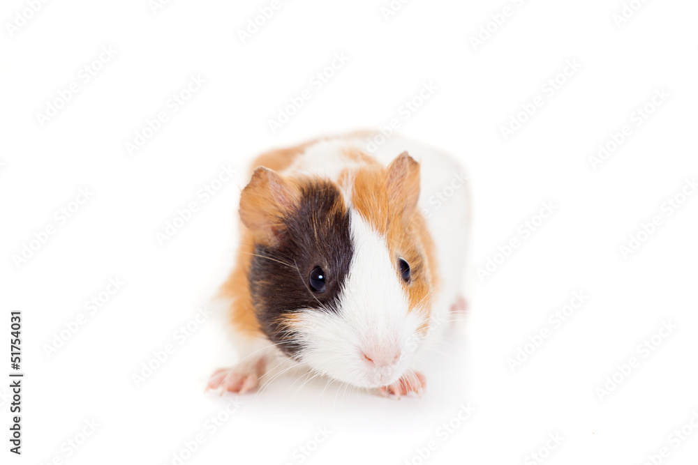 Guinea pig baby isolated on white background Guinea pig baby isolated on white background