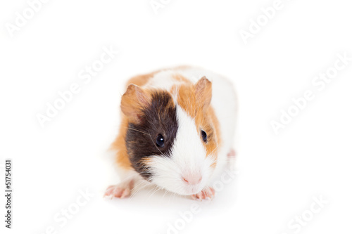 Guinea pig baby isolated on white background