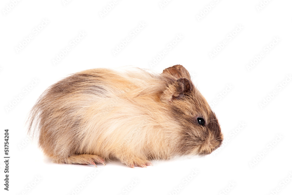 Guinea pig baby isolated on white background Guinea pig baby isolated on white background