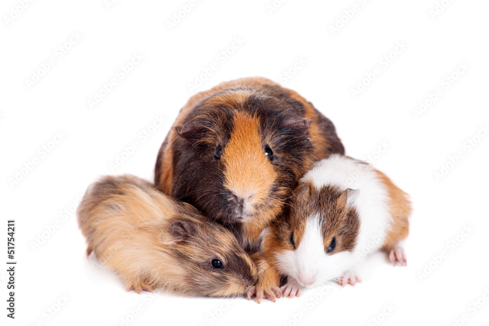 Fototapeta premium Mother Guinea Pig and her two babies against white