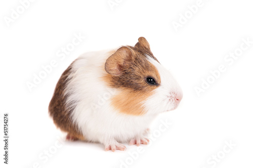 Wallpaper Mural Guinea pig baby isolated on white background Torontodigital.ca