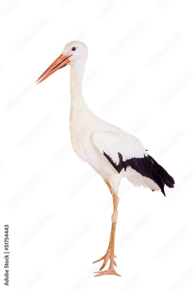 Fototapeta premium White Stork - Ciconia ciconia. Isolated on white.