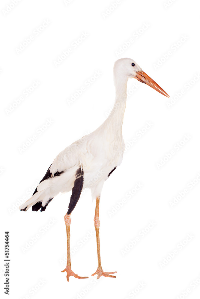 White Stork - Ciconia ciconia. Isolated on white. White Stork - Ciconia ciconia. Isolated on white.