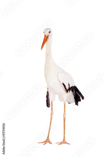 Fotografie White Stork - Ciconia ciconia. Isolated on white.