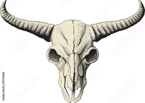 buffalo skull