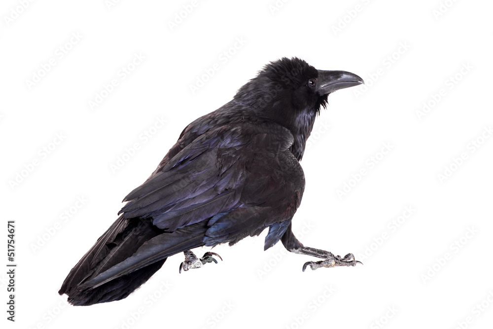 Common Raven (Corvus corax), 28 years old, on white Common Raven (Corvus corax), 28 years old, on white