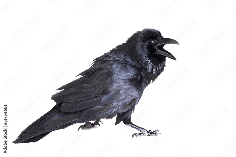 Fototapeta premium Common Raven (Corvus corax), 28 years old, on white