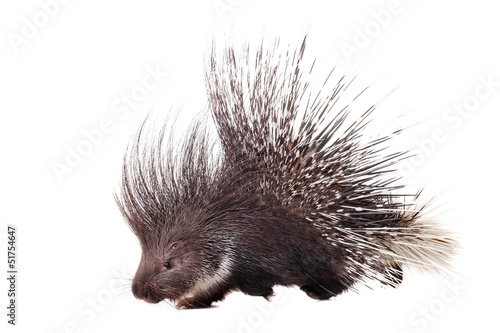 Indian crested Porcupine (Hystrix indica) on white