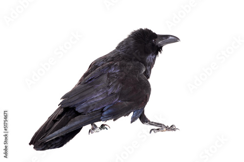 Common Raven (Corvus corax), 28 years old, on white © Farinoza