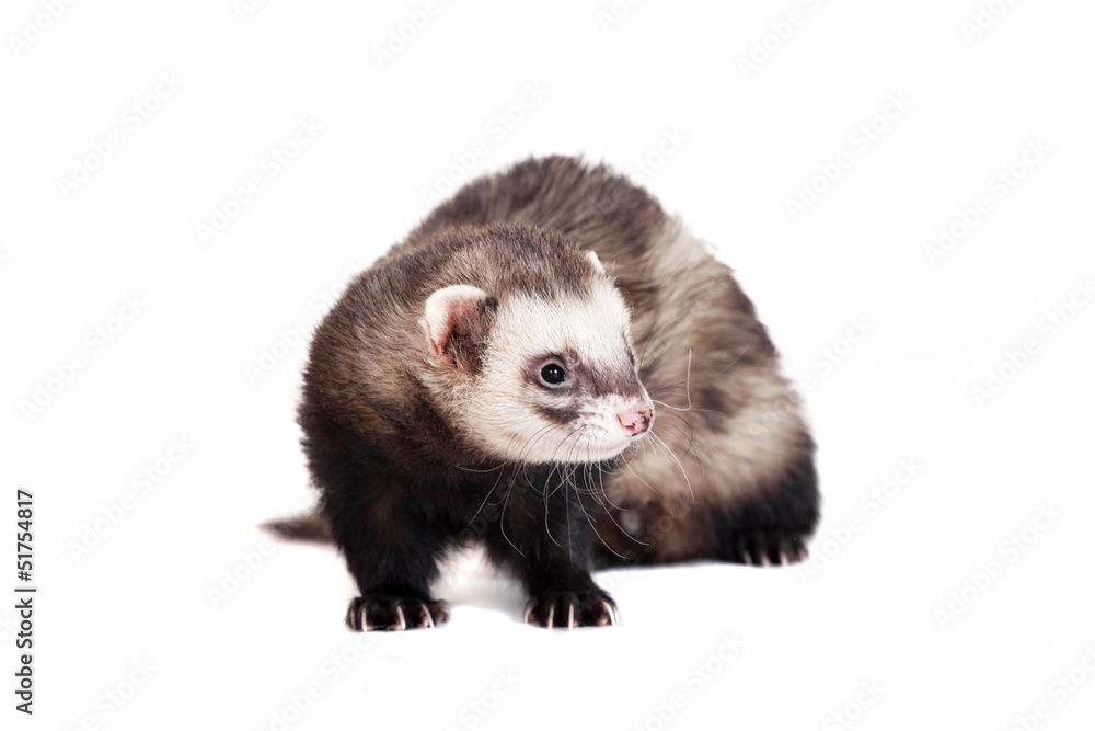 Ferret (10 years old) isolated over white background Ferret (10 years old) isolated over white background