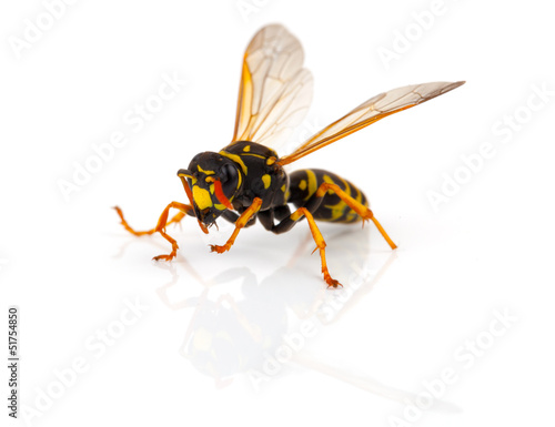 wasp isolated on white background © motorolka