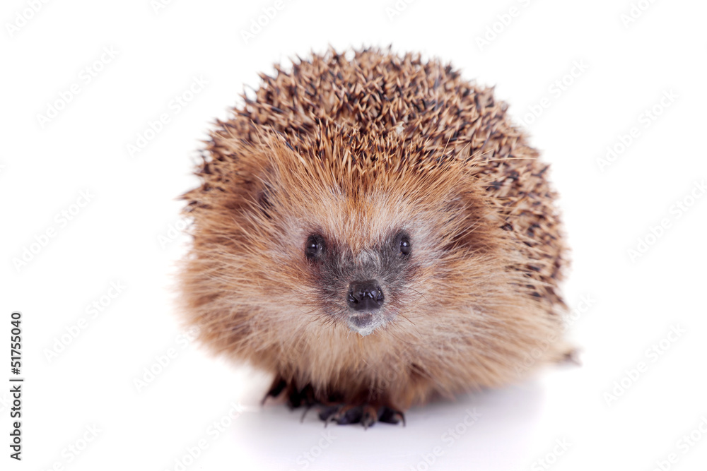European hedgehog (Erinaceus europaeus) on white European hedgehog (Erinaceus europaeus) on white