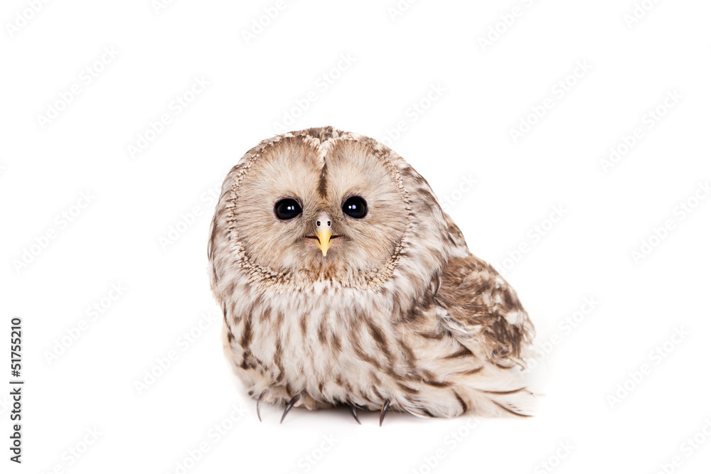 Fototapeta premium Ural Owl (Strix uralensis), isolated on white