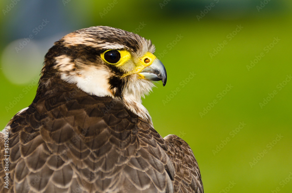 Falcon Falcon
