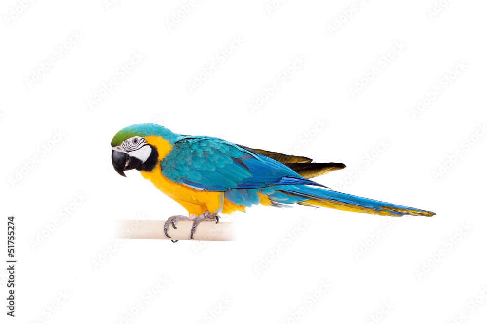 Blue and Yellow Macaw (Ara Ararauna) on white Blue and Yellow Macaw (Ara Ararauna) on white