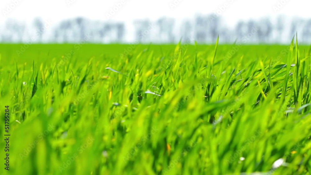 green grass green grass