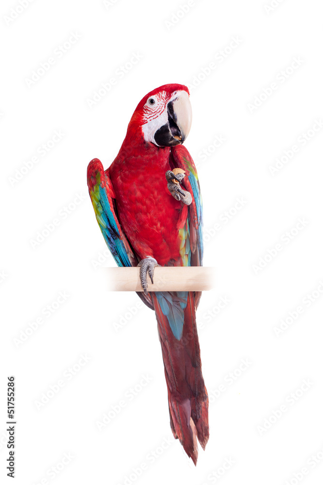 Naklejka premium Red-and-green Macaw (Ara chloropterus) on white