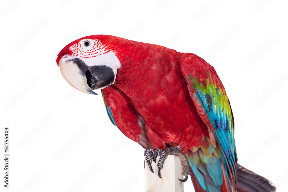 Naklejka premium Red-and-green Macaw (Ara chloropterus) on white