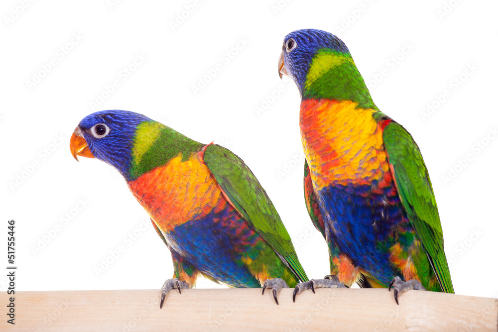 Fototapeta premium Two rainbow Lorikeets (Trichoglossus haematodus) on white