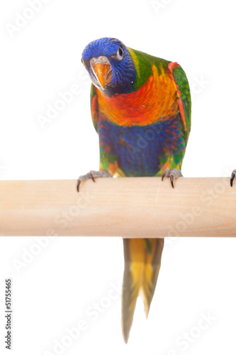 Rainbow Lorikeet (Trichoglossus haematodus) on white