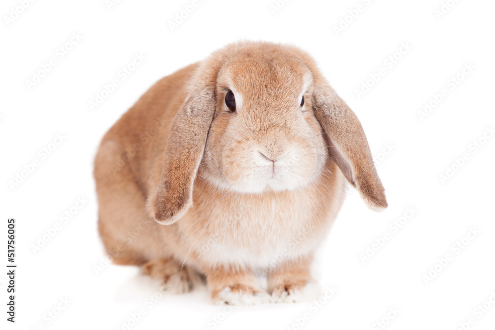 Rabbit Ram breed, red color, isolated on white background. Rabbit Ram breed, red color, isolated on white background.