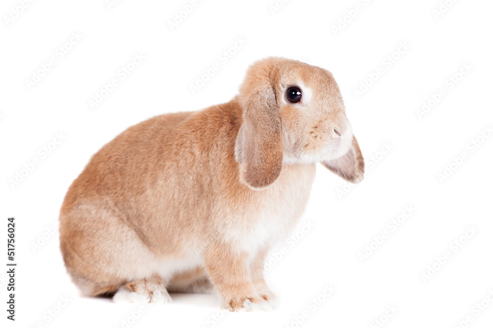 Rabbit Ram breed, red color, isolated on white background.