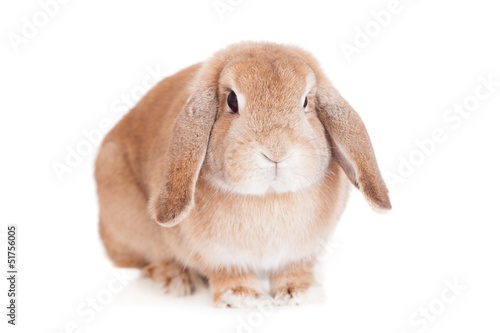 Rabbit Ram breed, red color, isolated on white background.