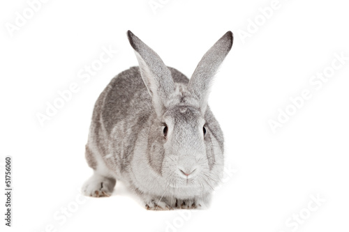 Big grey rabbit on a white background