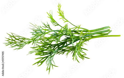 Fresh raw dill isolated on white background