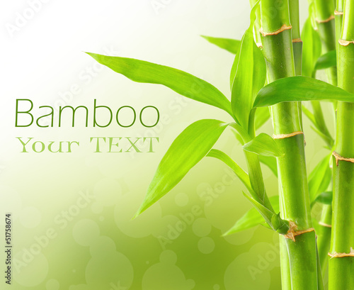 Bamboo background with copy space