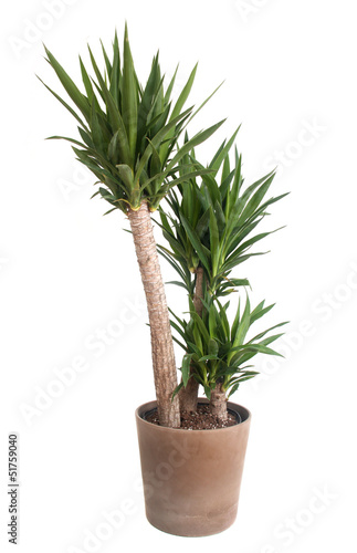 yucca potted plant
