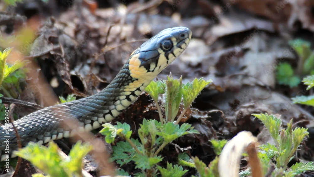 Grass Snake (Natrix Natrix) resting in the warmth Grass Snake (Natrix Natrix) resting in the warmth