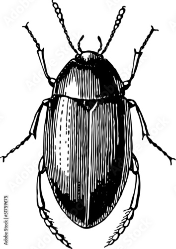 beetle