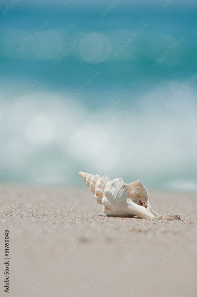 砂浜と貝殻 砂浜と貝殻
