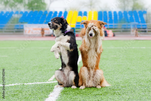 two border collie dogs show trick