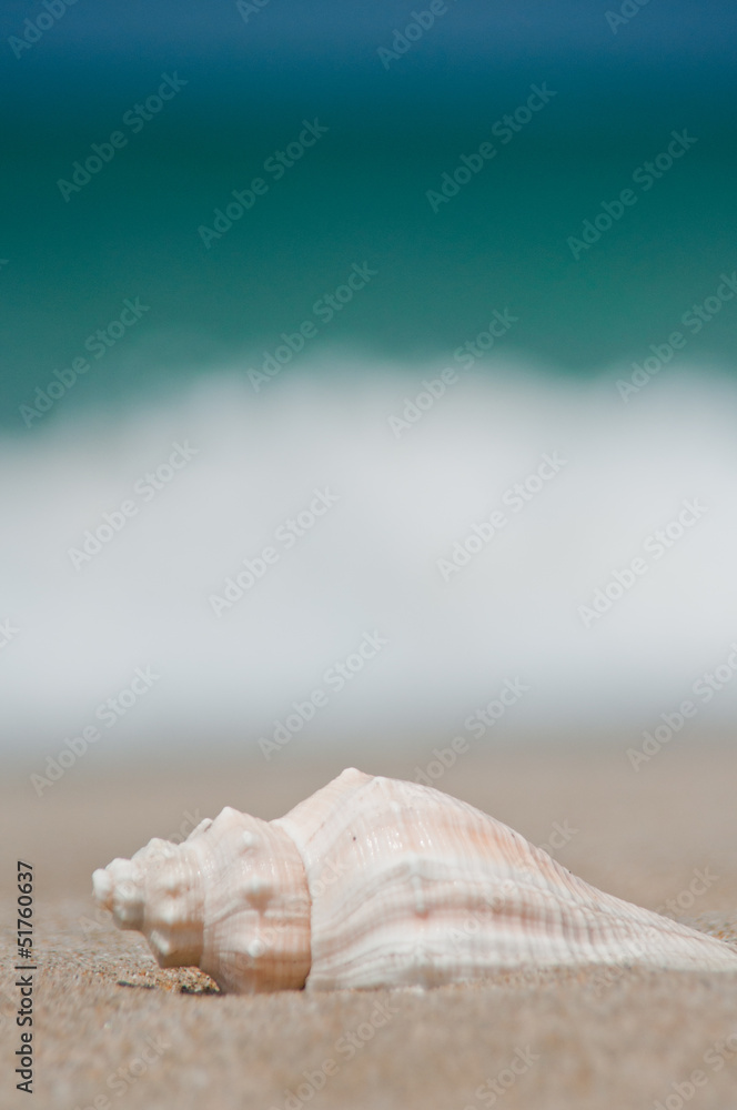 砂浜と貝殻 砂浜と貝殻