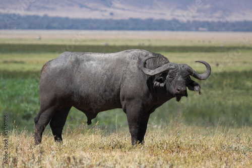 Lone old male cape buffalo standing on the grass