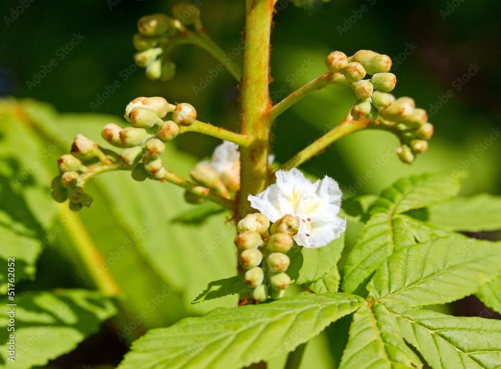 fleur blanche et capsules de marronnier