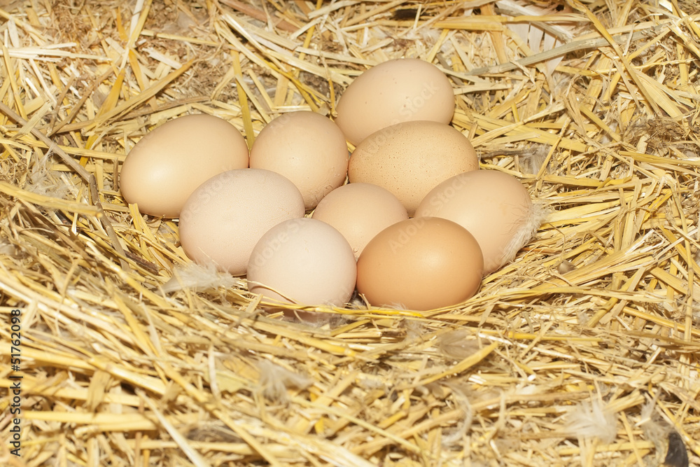 chicken nest chicken nest