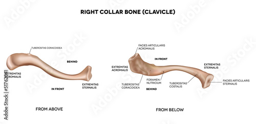 Clavicle (collar bone). Medical illustration. photo