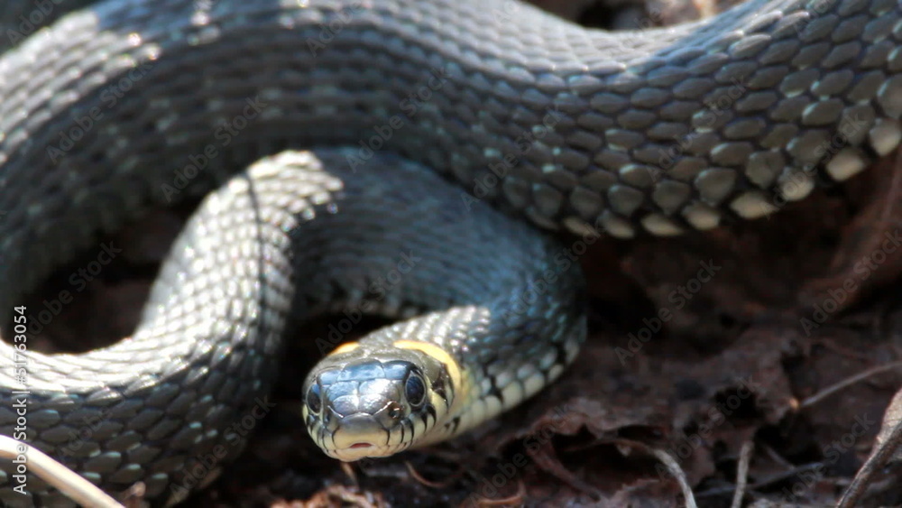 Grass Snake (Natrix Natrix) resting in the warmth Grass Snake (Natrix Natrix) resting in the warmth