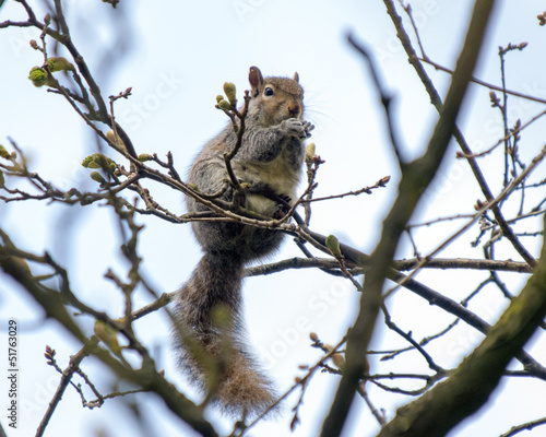 Squirrel © Pefkos