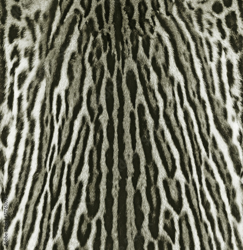 skin of leopard background