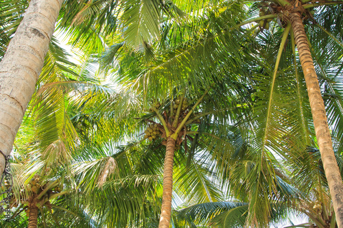 Coconut palm trees perspective view from floor high up