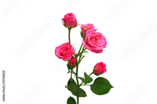 branch of pink roses.